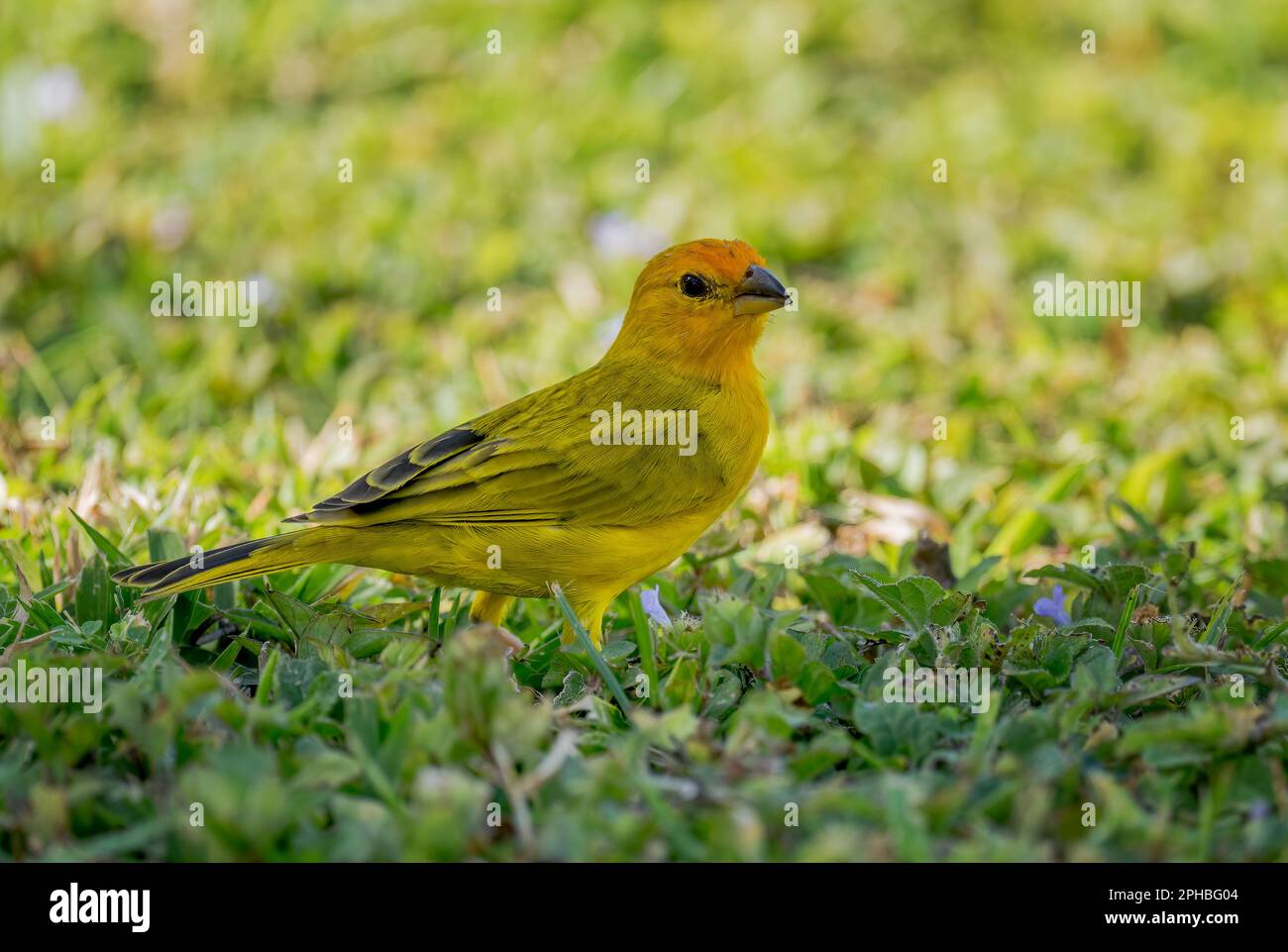 Safranfink - Sicalis flaveola, wunderschöner gelber Stehvogel aus lateinamerikanischen Gärten, Büschen und Wäldern, Panama City, Panama. Stockfoto