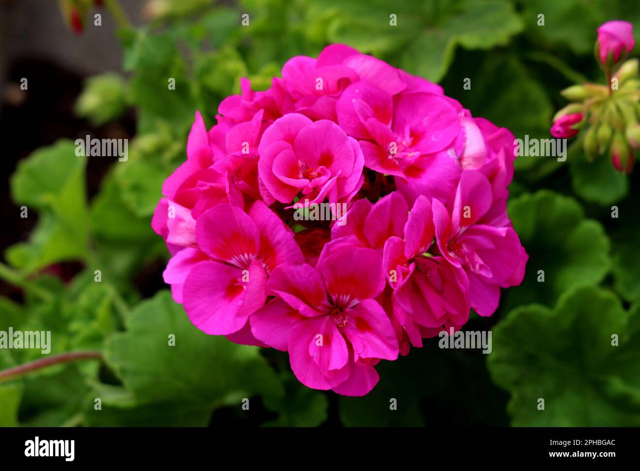 Mehrjährige Pelargonium-Blütenpflanze mit langer Blütezeit und vollständig blühenden dunkelrosa Blüten, die in umbelähnlichen Haufen wachsen Stockfoto