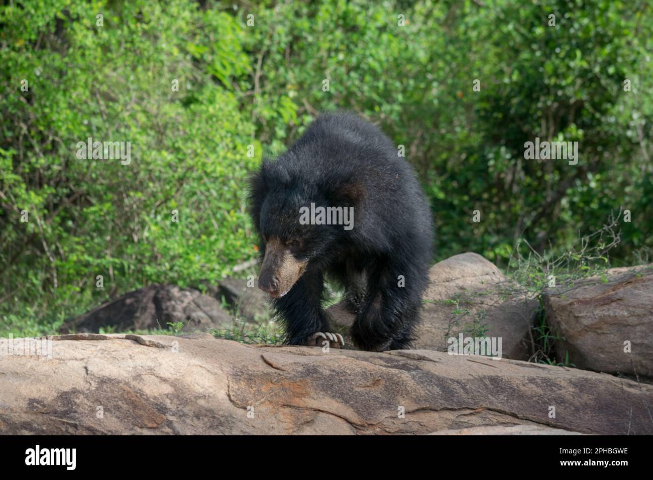 Ein Blick auf Sri Lankas schwer fassbaren Faultier in der Wildnis! Stockfoto