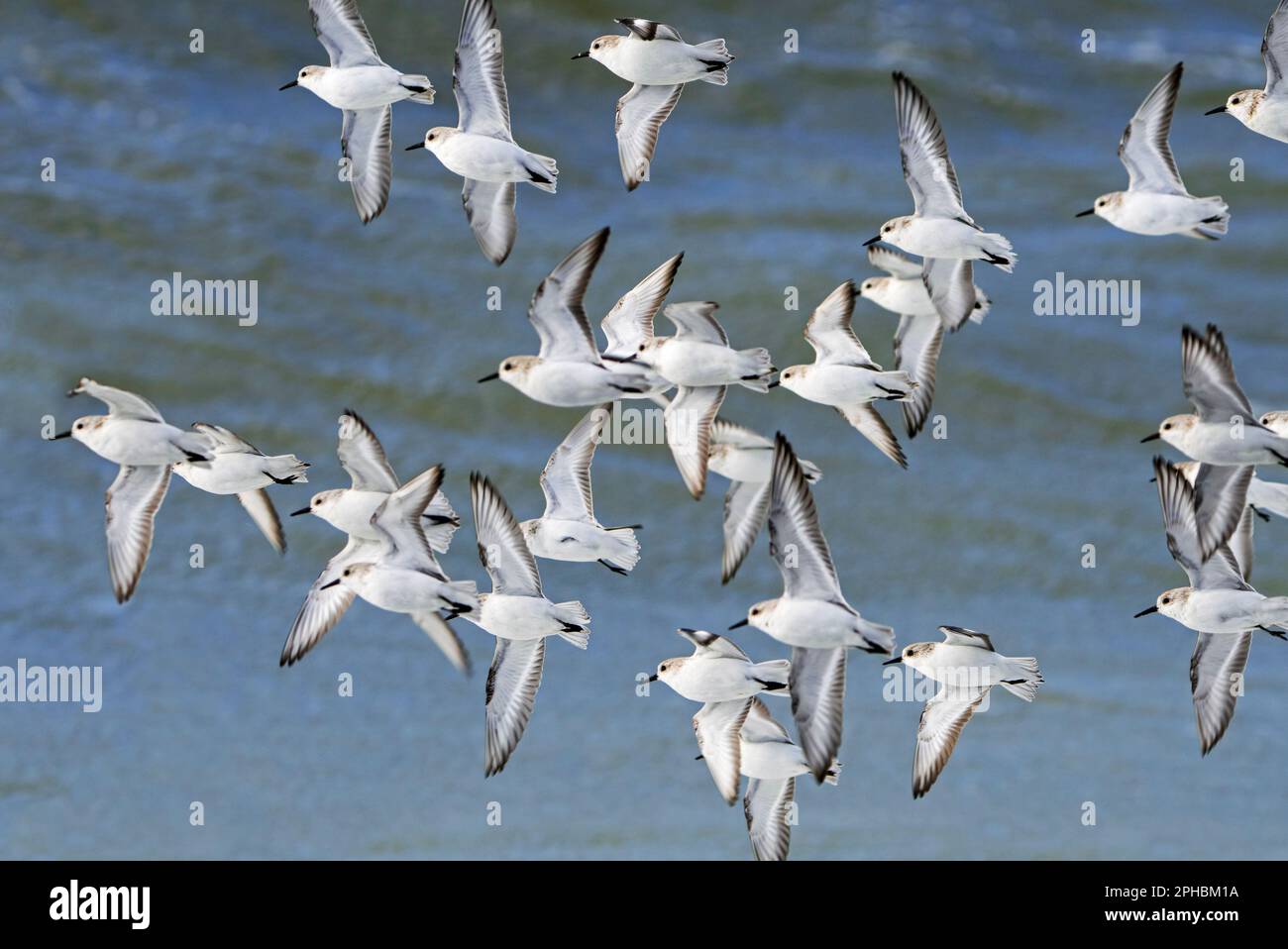 Herde von Sanderlingen (Calidris alba) Zugvögeln, die an einem windigen Tag während des späten Wintersturms im Frühjahr in nicht zuchtfähigen Gefieder fliegen Stockfoto