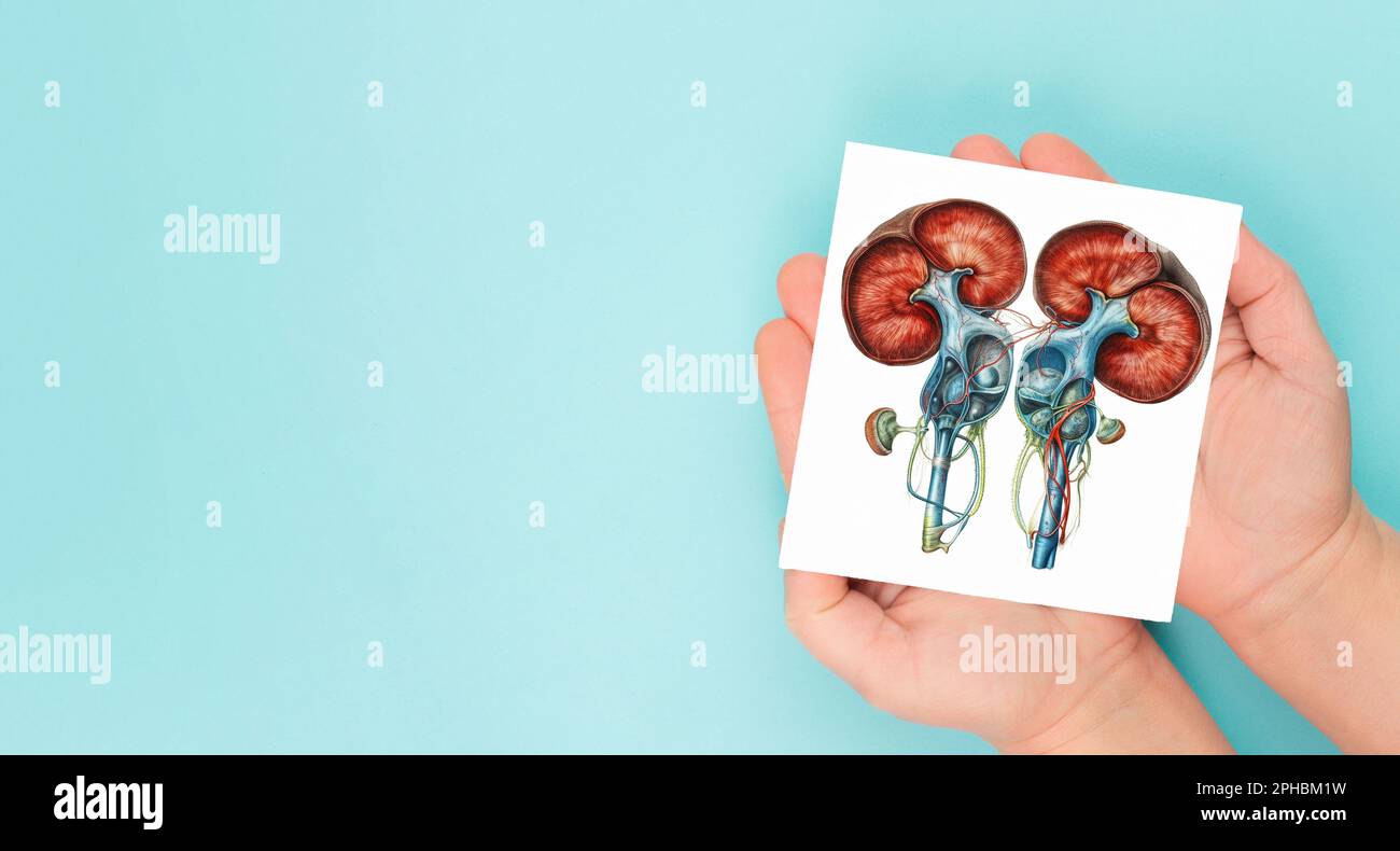 Nierenorgankrankheit, Weltnierentag, Gesundheitsprobleme, Spende und Transplantation, medizinisches Problem Stockfoto