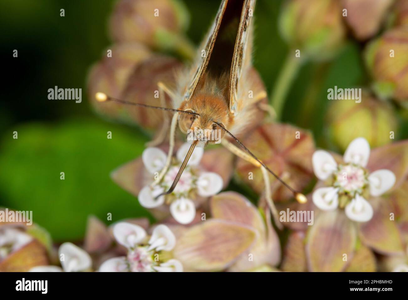 Vanessa cardui, bekannt als malte Dame, die sich an einer Asclepias syriaca ernährt Stockfoto