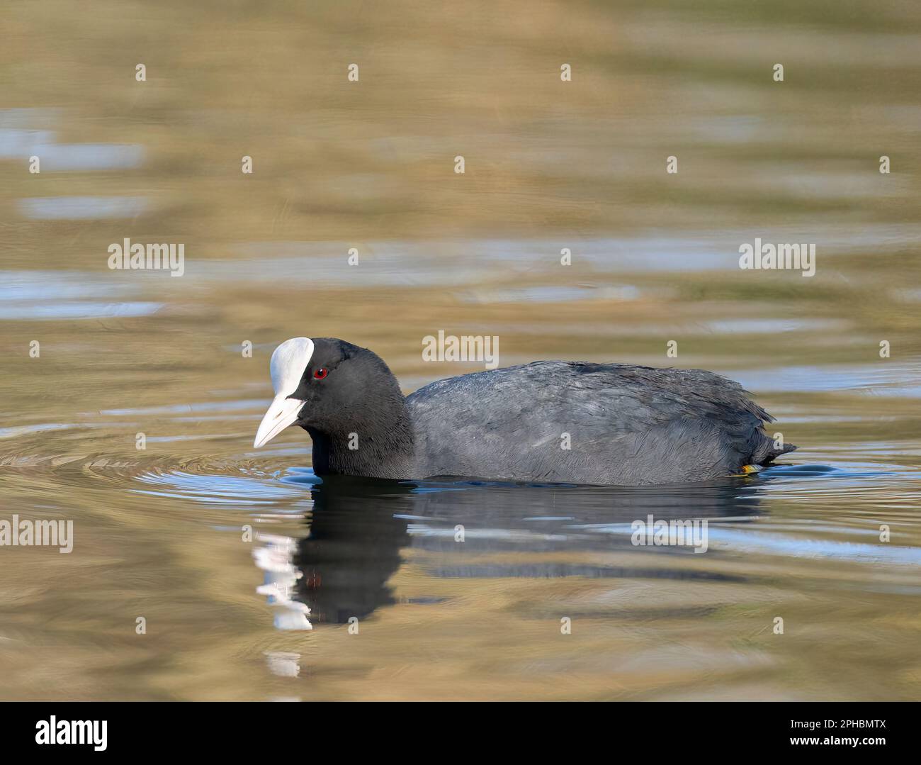 Ein europäischer Coot (Fulica atra), schwimmt auf einem See in einem Stanley Park, Blackpool, Lancashire, Großbritannien Stockfoto