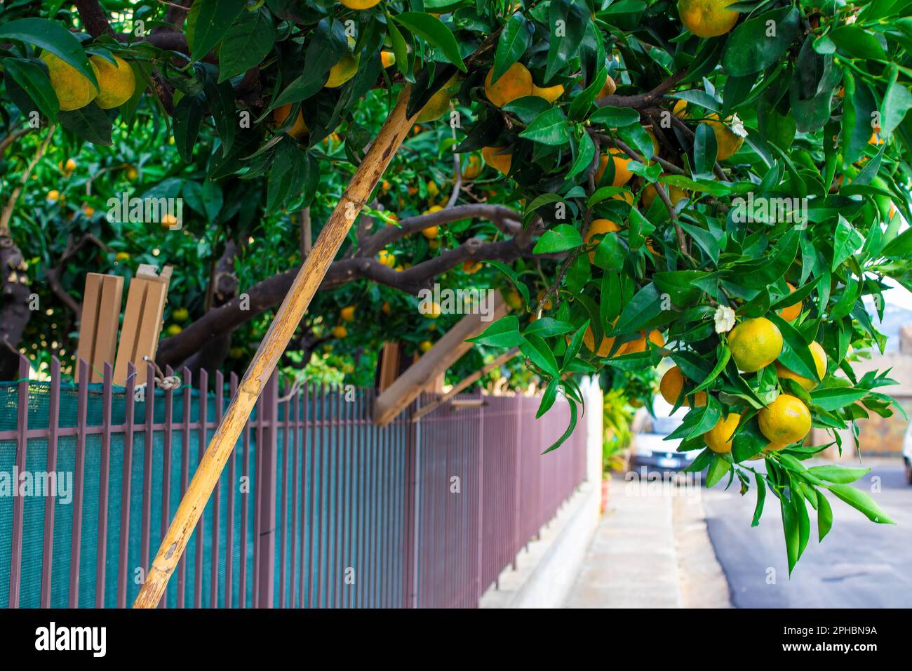 Nahaufnahme von Orangen auf dem Baum eines sizilianischen Hains, Italien. Mandarinenbaum und orangefarbene Zitrusfrüchte im Garten mit starker Sonne während Au Stockfoto