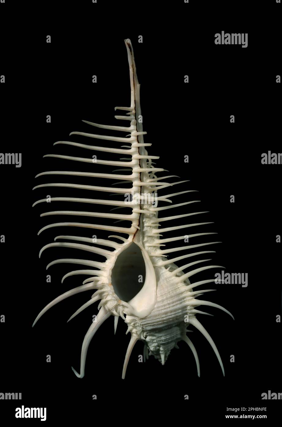 Molluschi marini -Fotos und -Bildmaterial in hoher Auflösung – Alamy