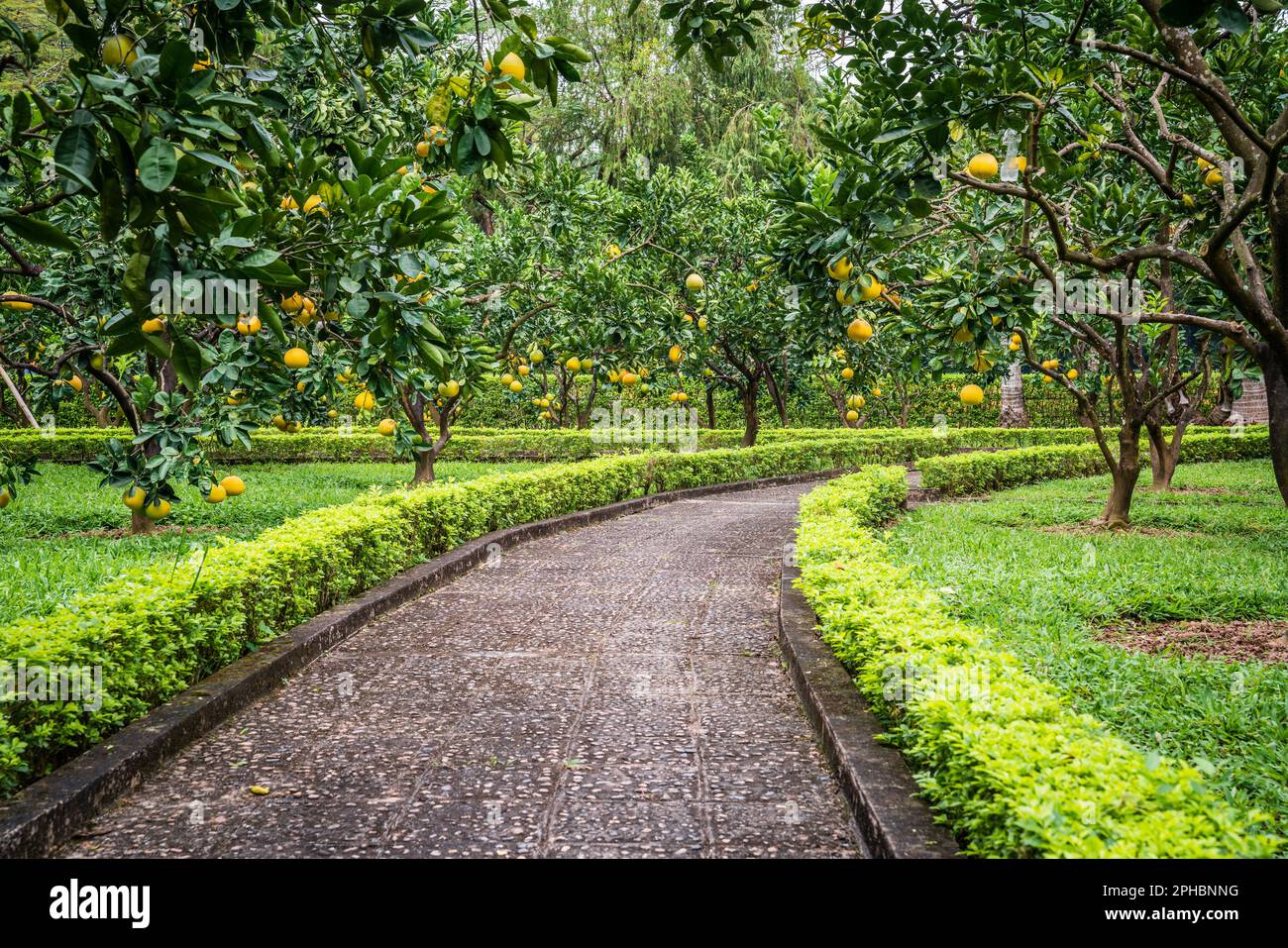 Wunderschöner Garten mit Pomelo-Bäumen im Zentrum von Hanoi, Vietnam Stockfoto