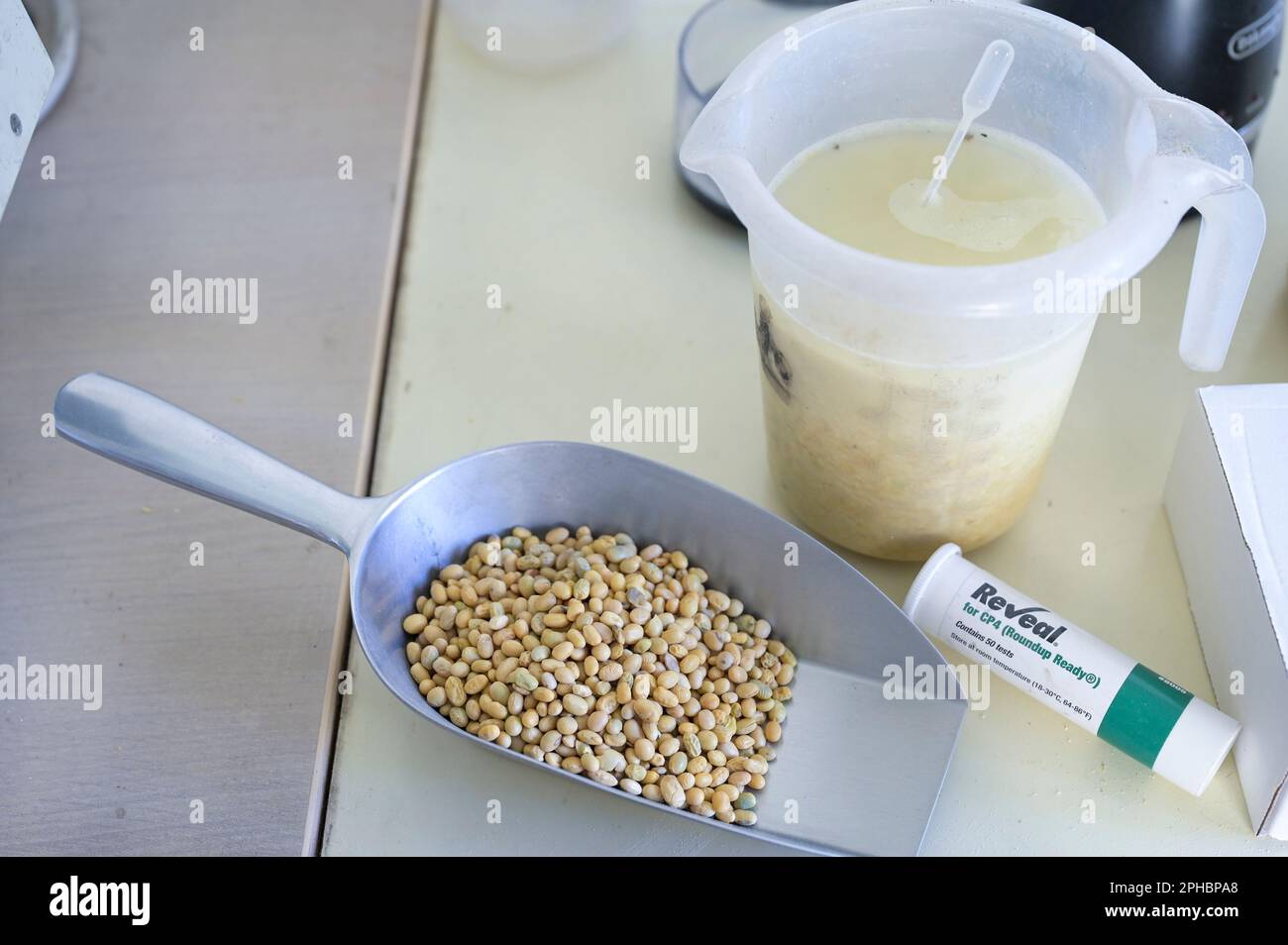 SERBIEN, Region Vojvodina, GVO-freie Sojabohnenverarbeitung und -Handel, Ölmühle Bankom, Qualitätskontrolle im Labor, Überprüfung des GVO-Gehalts mit Testkit, Test if really genetisch modified free / SERBIEN, Region Vojvodina, Initiative DonauSoja, Soja Verarbeitung und Handel mit serbischem gentechnikfreiem Soja, Ölmühle Bankom in Obrenovac, Sojabohnen, Qualitätskontrolle Kontrolle ob tatsächlich GVO frei Stockfoto