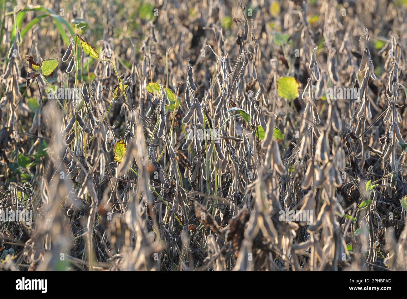 SERBIEN, Region Vojvodina, Sojabohnenanbau, getrocknete Sojabohnen im Hof / SERBIEN, Region Vojvodina, Initiative DonauSoja, Förferung von Sojaanbau in Europa, Soja Anbau, erntereife trockene Sojabohnen Stockfoto