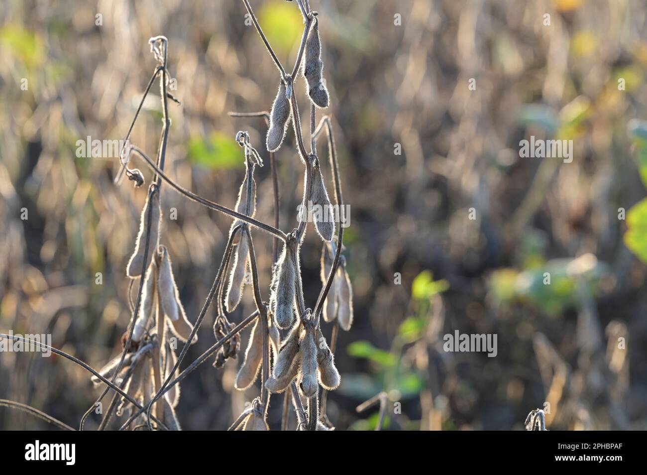 SERBIEN, Region Vojvodina, Sojabohnenanbau, getrocknete Sojabohnen im Hof / SERBIEN, Region Vojvodina, Initiative DonauSoja, Förferung von Sojaanbau in Europa, Soja Anbau, erntereife trockene Sojabohnen Stockfoto