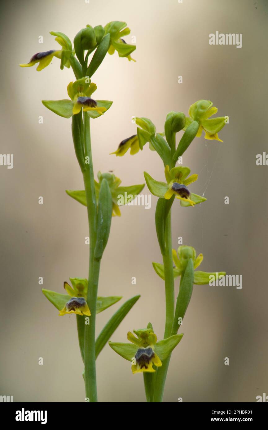 Orchidee. Ophrys lutea. Capo Caccia. Alghero. Sardegna. Italia. GELBE OFRIDE Stockfoto