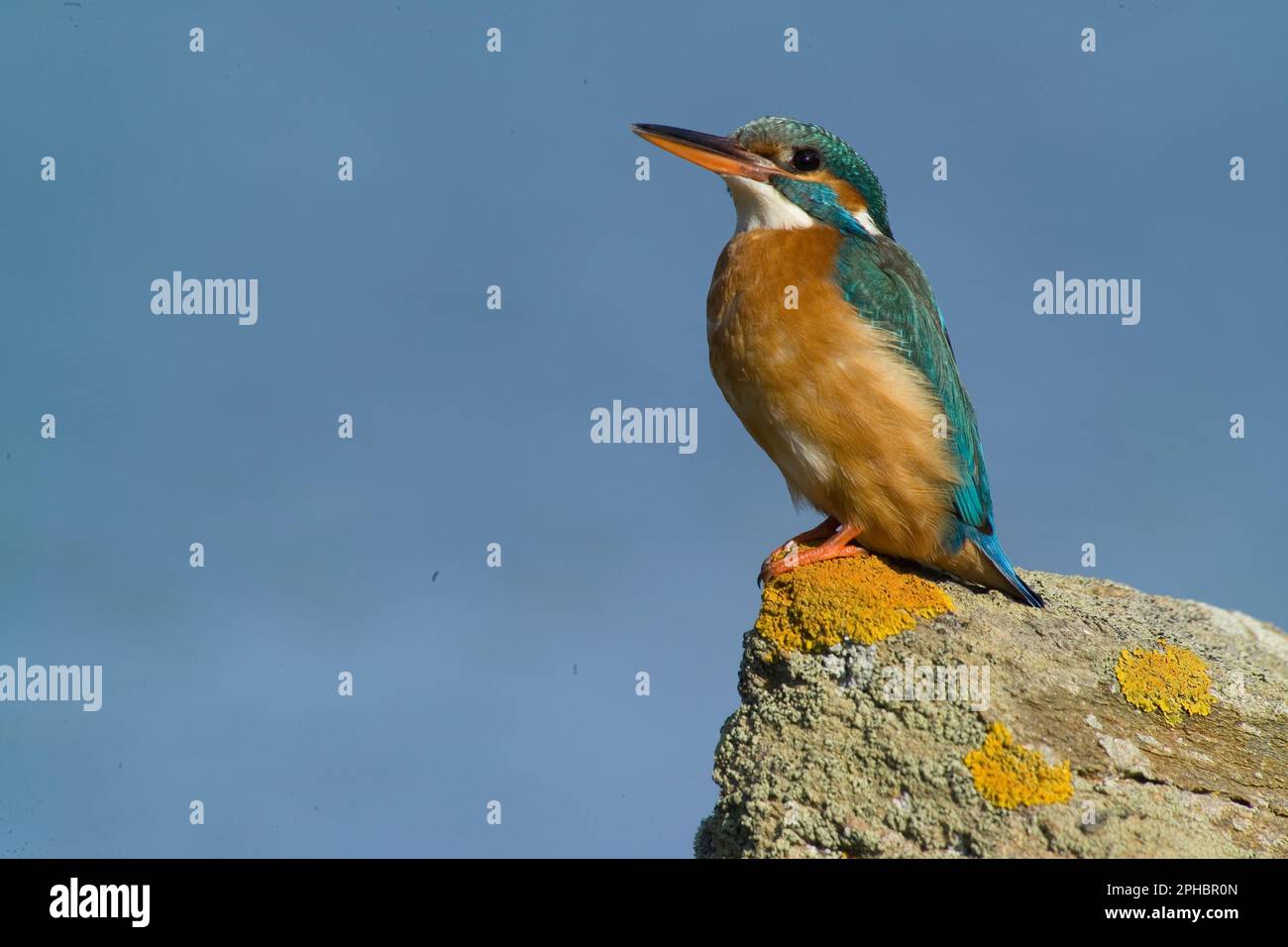 Porträt von Eurasisch/Common Kingfisher (Alcedo atthis) hoch oben auf dem Felsen Martin Pescatore (Alcedo atthis). Stintino, Sardinien Stockfoto