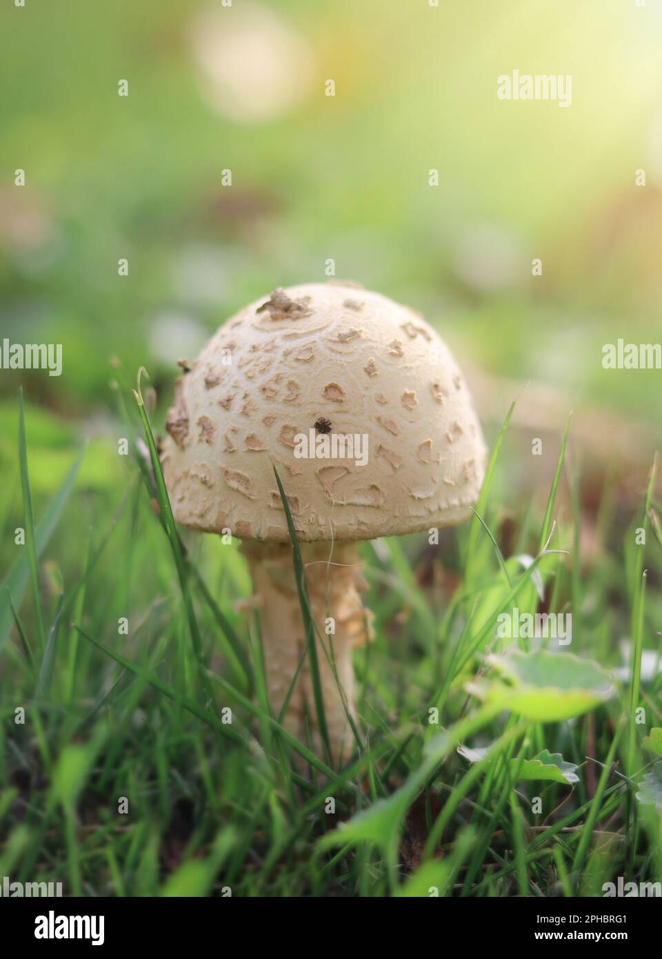 Nahaufnahme eines Pilzes, der im Gras eines üppigen Feldes mit grünem Laub wächst Stockfoto