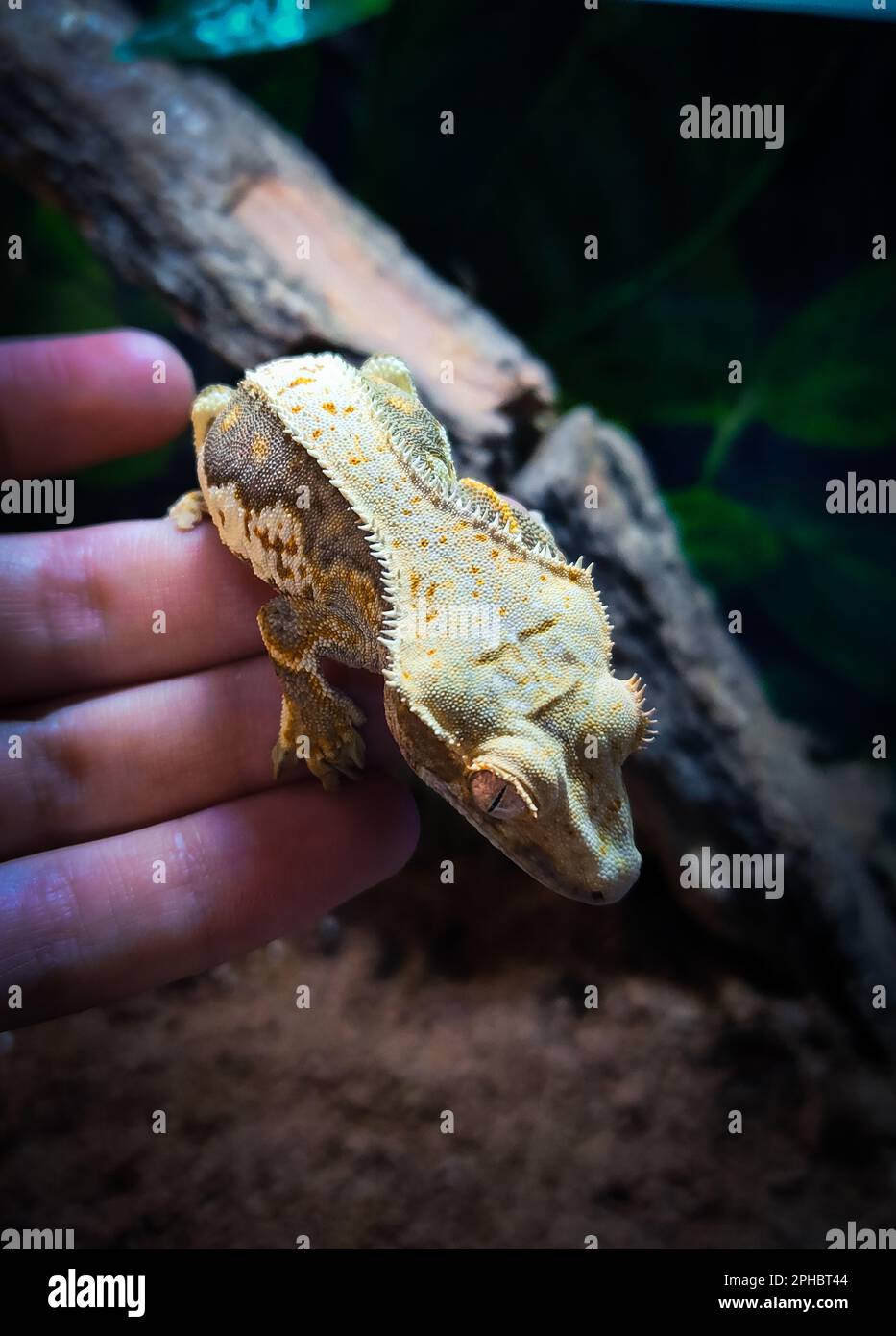 Meine wunderschönen Geckos in Terrariurm Stockfoto