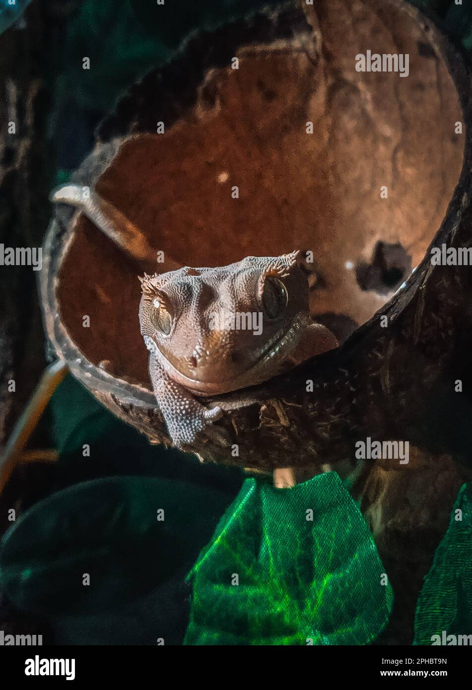 Meine wunderschönen Geckos in Terrariurm Stockfoto