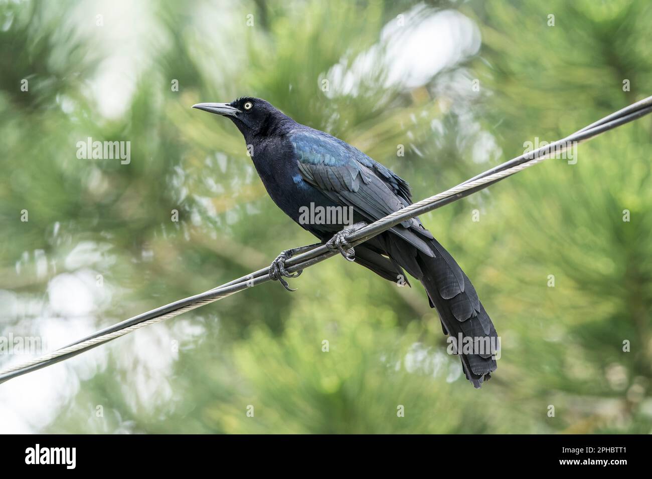Großschwanzgrackle, Quiscalus mexicanus, männlicher Single, auf Telegrafendraht, Tortuguera, Costa Rica Stockfoto
