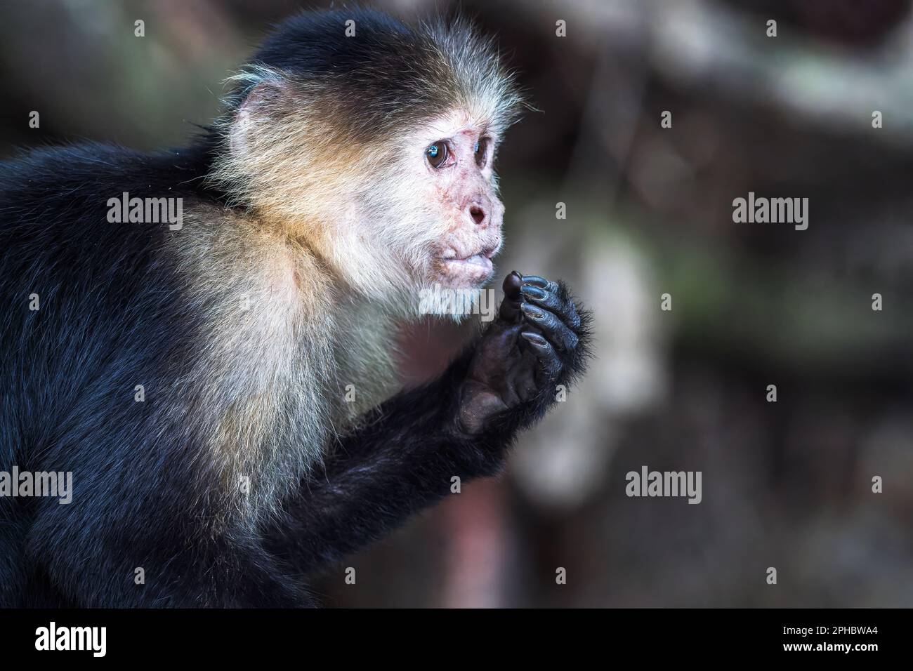 Panamaischer weißer Kapuzineraffe, Cebus-Imitator, Nahaufnahme des Gesichts eines Erwachsenen, der im Wald in Panama ruht Stockfoto