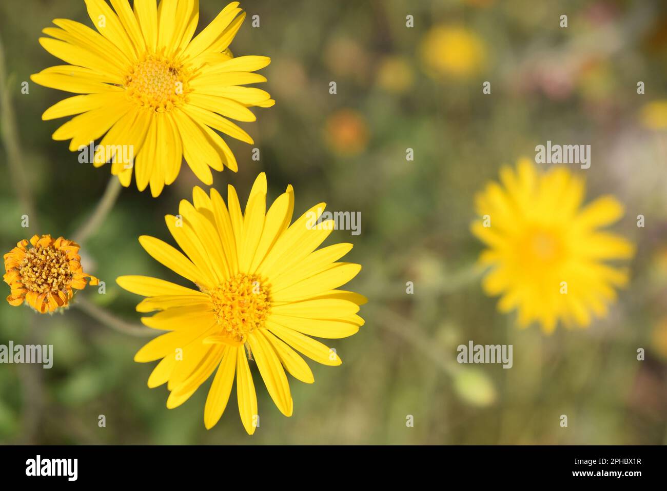 Gelbe Blume, mexikanisches Gelben Blümen Stockfoto