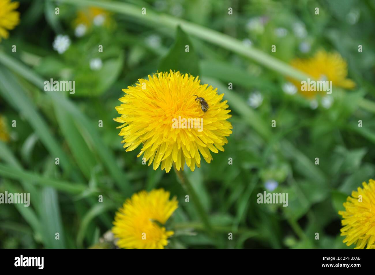 Biene auf Löwenzahn Stockfoto