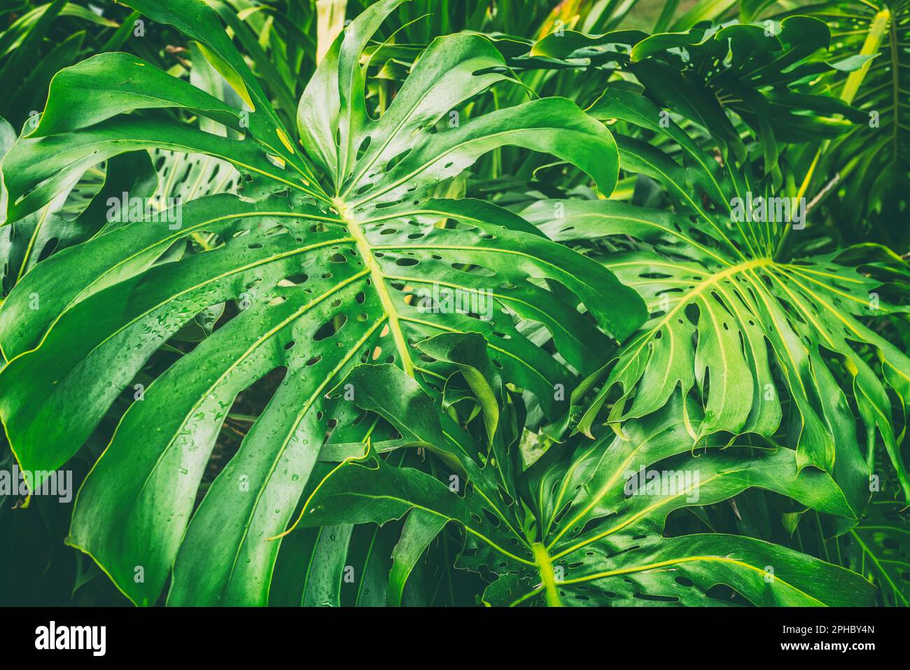 Tropischer Regenwald, Nahaufnahme der Monstera Deliciosa Bltter in Hawaii.  Freilandpflanzen in freier Wildbahn Stockfotografie - Alamy