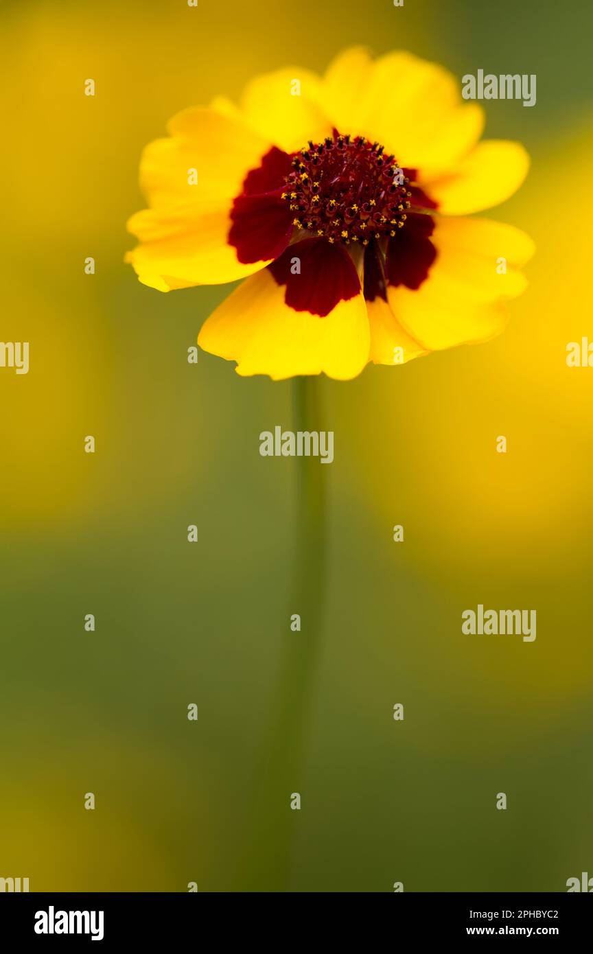 Goldticksaat (lat. Coreopsis tinctoria) Stockfoto