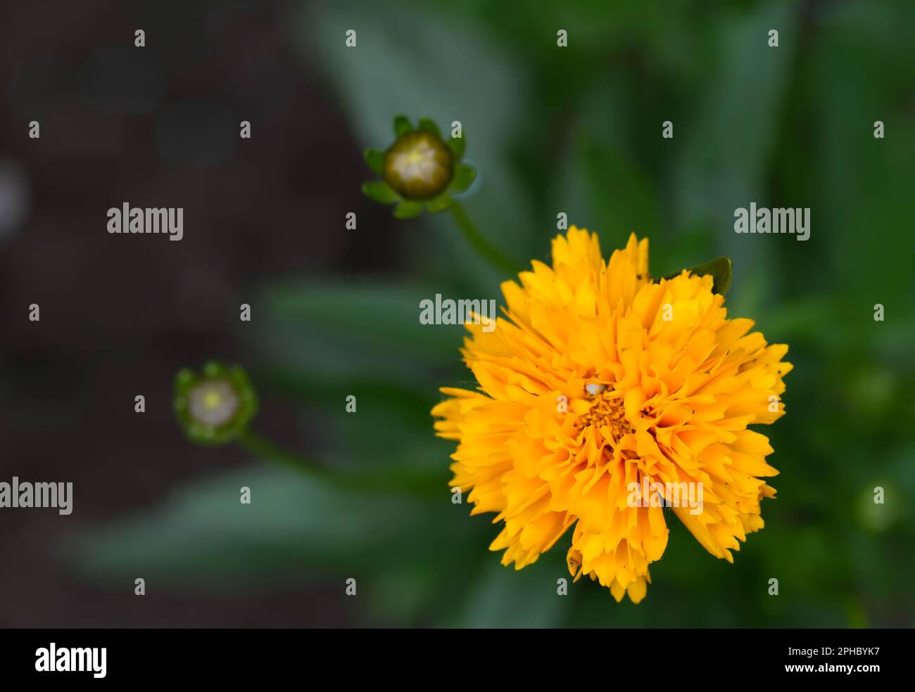 Französischer Marigold (lat. Tagetes patula) Stockfoto