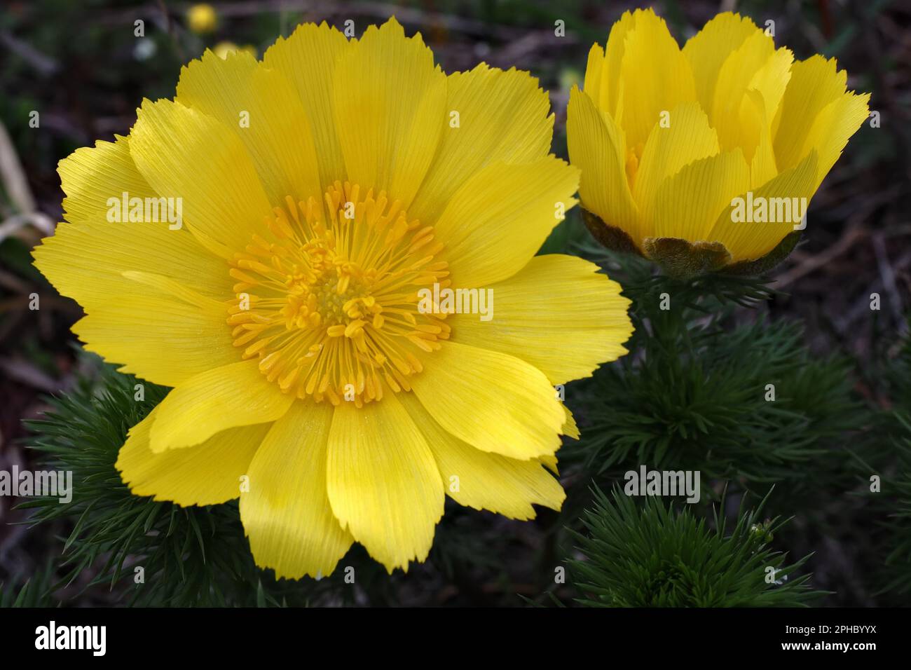 Die Frühjahrsheide (Adonis vernalis) gehört zur Ordnung Ranunculales, in ihr die Familie Ranunculaceae. Stockfoto