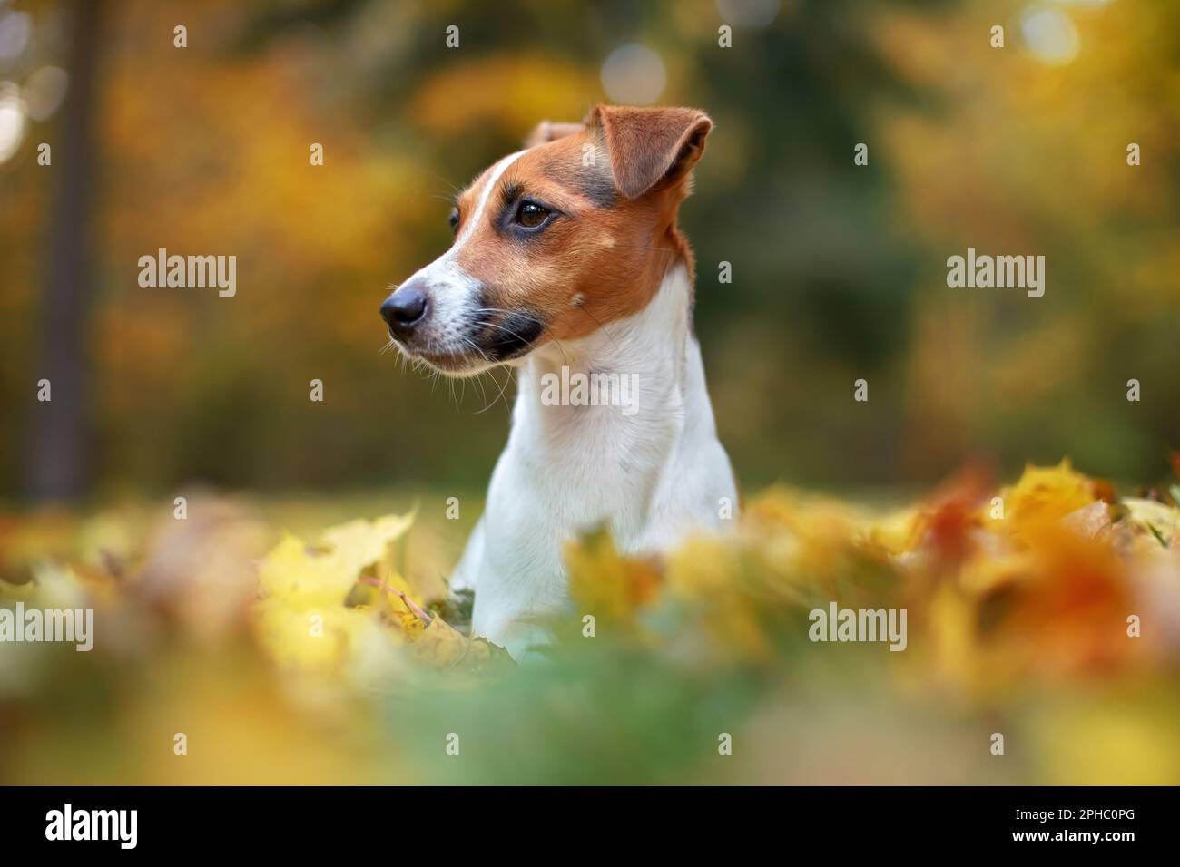 Kleine Jack Russell Terrier Hund Detail auf Kopf und Gesicht, schön verschwommen Bokeh Herbst Hintergrund Stockfoto