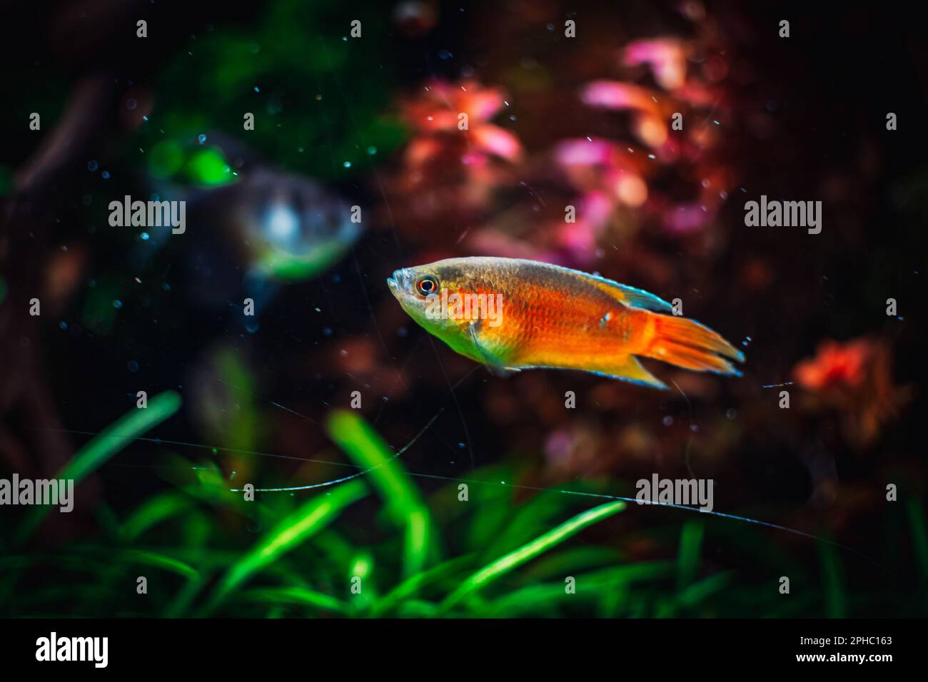 Macropodus Fotos und Bildmaterial in hoher Auflösung Alamy