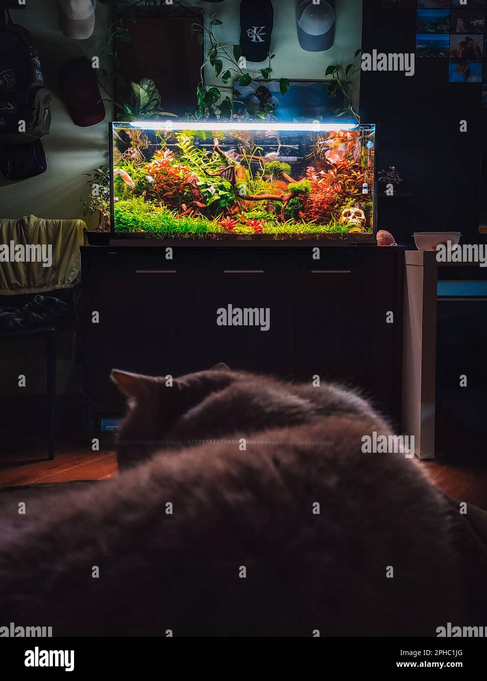 Blick auf mein wunderschönes Aquarium Stockfoto