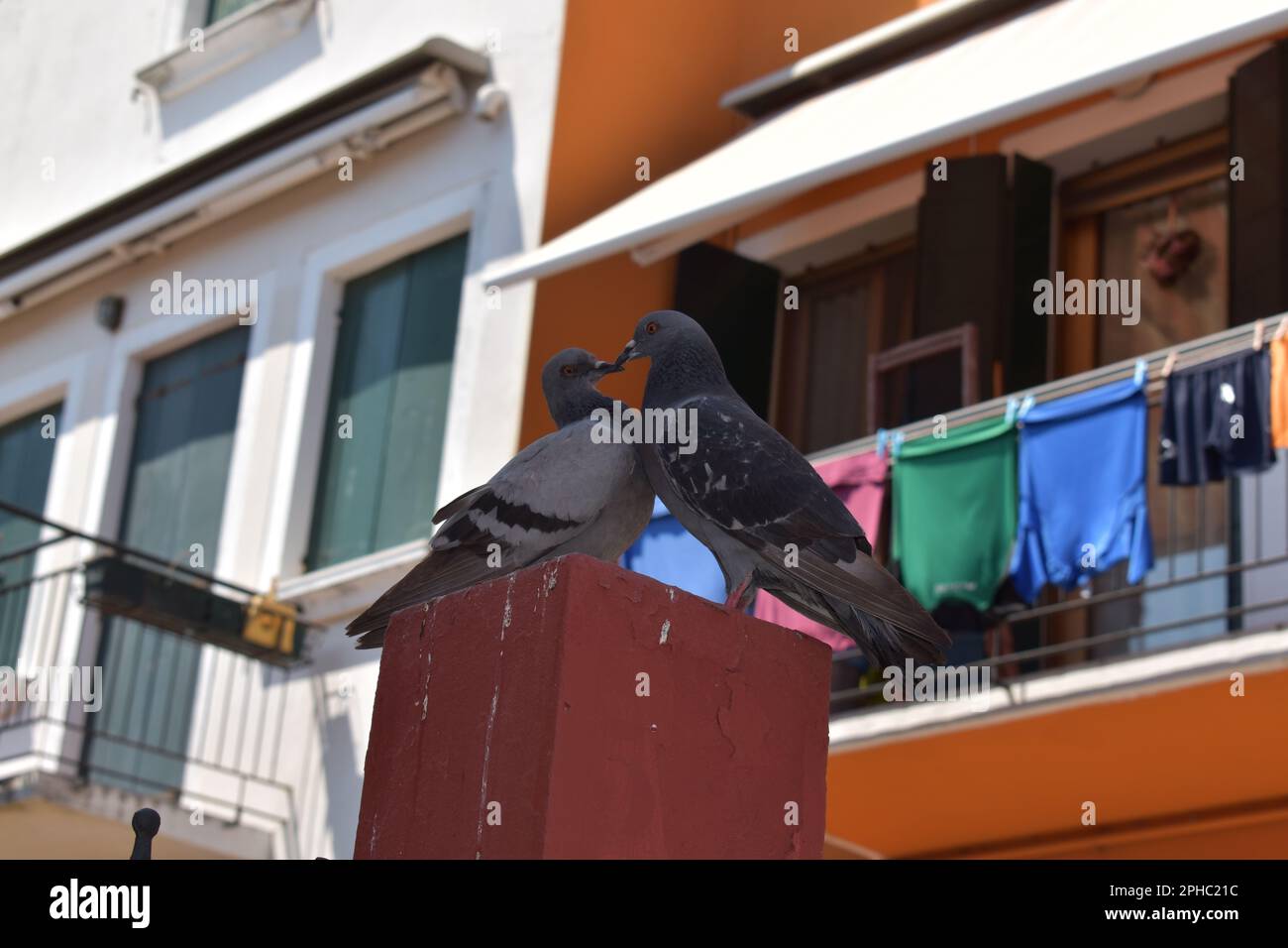 Tauben lieben in Venedig, nehmen Sie den Moment im Freien wahr Stockfoto