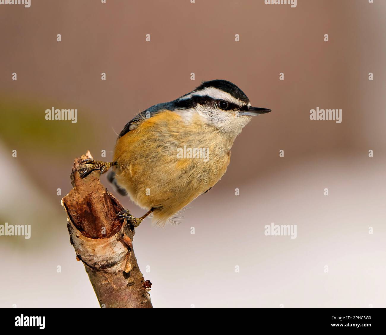 Rotes Nuthatch Nahprofil Vorderansicht hoch oben auf einem Zweig mit verwischtem Hintergrund in seiner Umgebung und Umgebung. Stockfoto