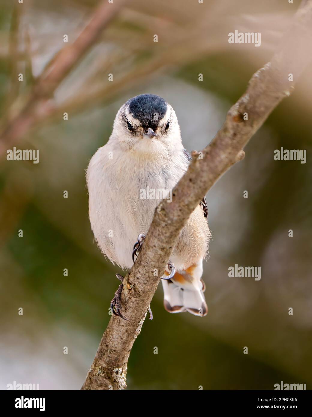 Weißes Nuthatch Nahprofil Vorderansicht mit weißem Bauch und grauen Federn in der Umgebung und Umgebung. Stockfoto