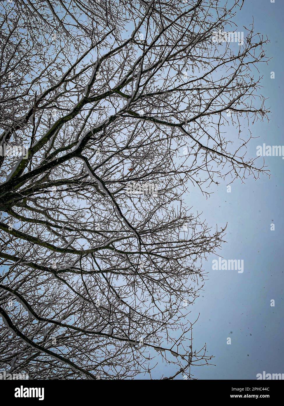 Schneebedeckte Bäume und herabfallende Schneeflocken Stockfoto