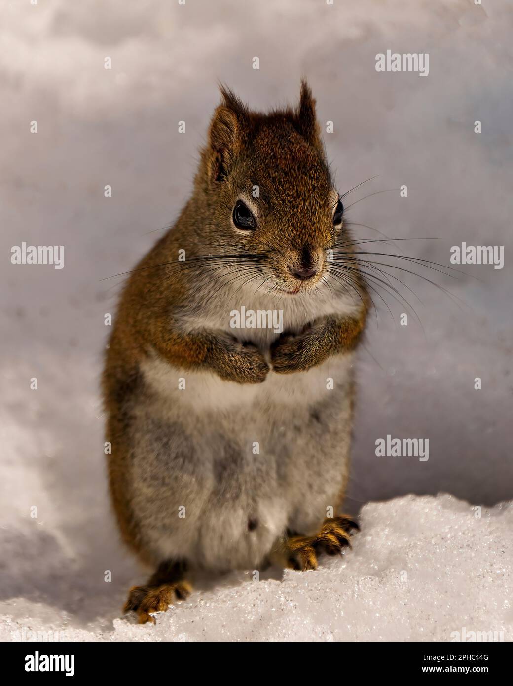 Eichhörnchen aus nächster Nähe im Schnee mit Gebetspfoten sitzen und in seiner Umgebung und Umgebung auf die Kamera schauen. Stockfoto