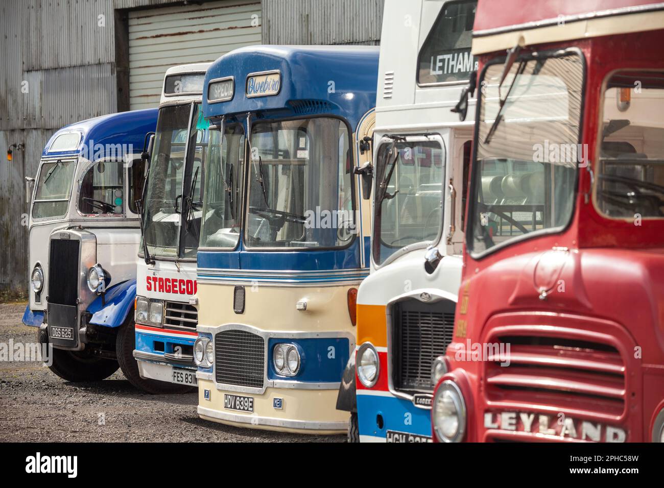 Klassische Oldtimer-Busse im Vintage Bus Museum in Fife Stockfoto