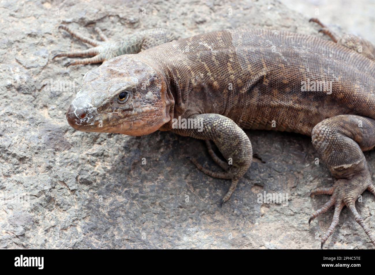 Gran-Canaria-Rieseneidechse (Gallotia stehlini), Gran Canaria, Spanien, Maspalomas Stockfoto
