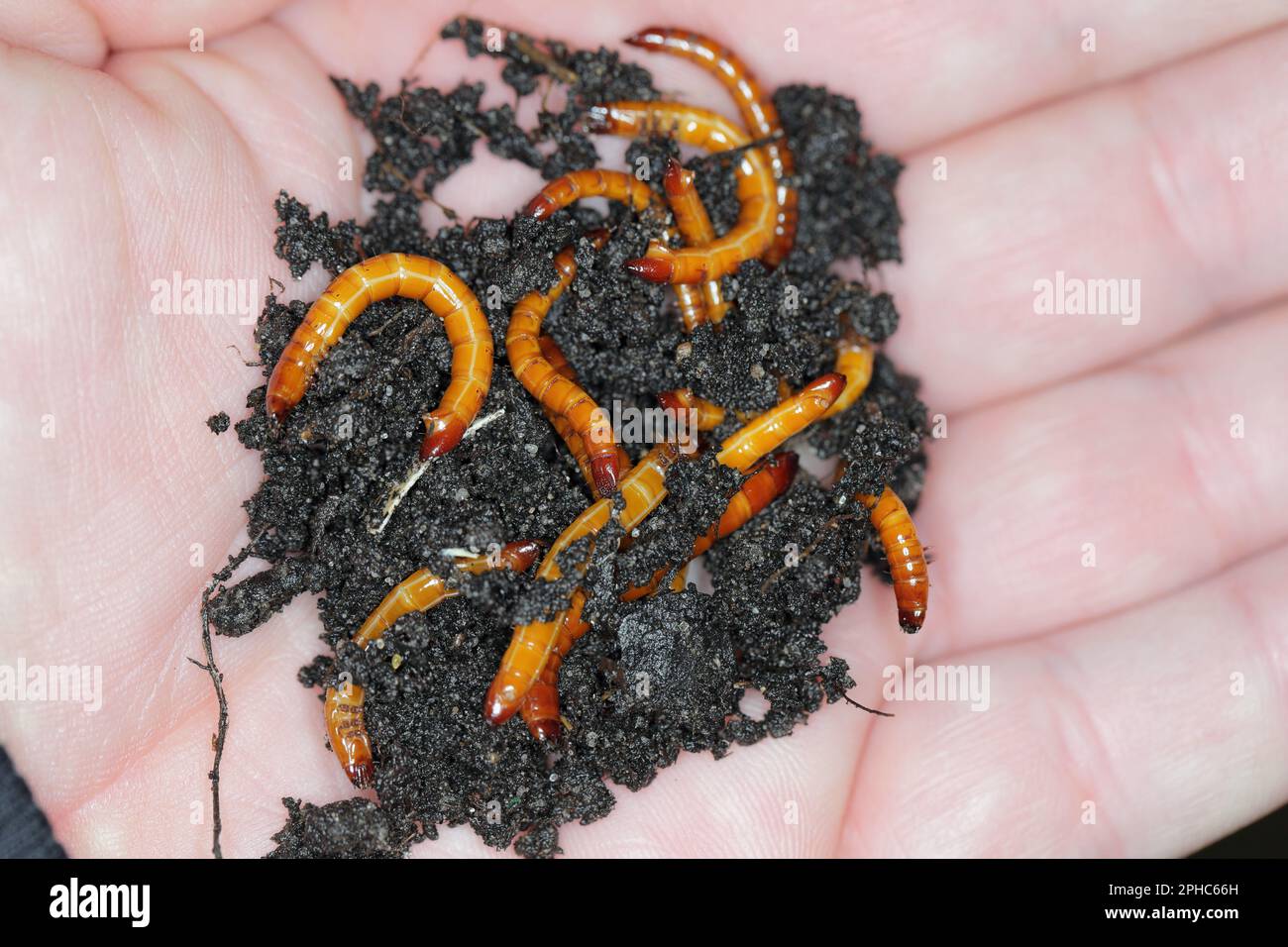Drahtwürmer, Larven der Kammkäfer (Elateridae). Wirtschaftlich wichtige Pflanzenschädlinge leben im Boden und beißen die Wurzeln. Stockfoto