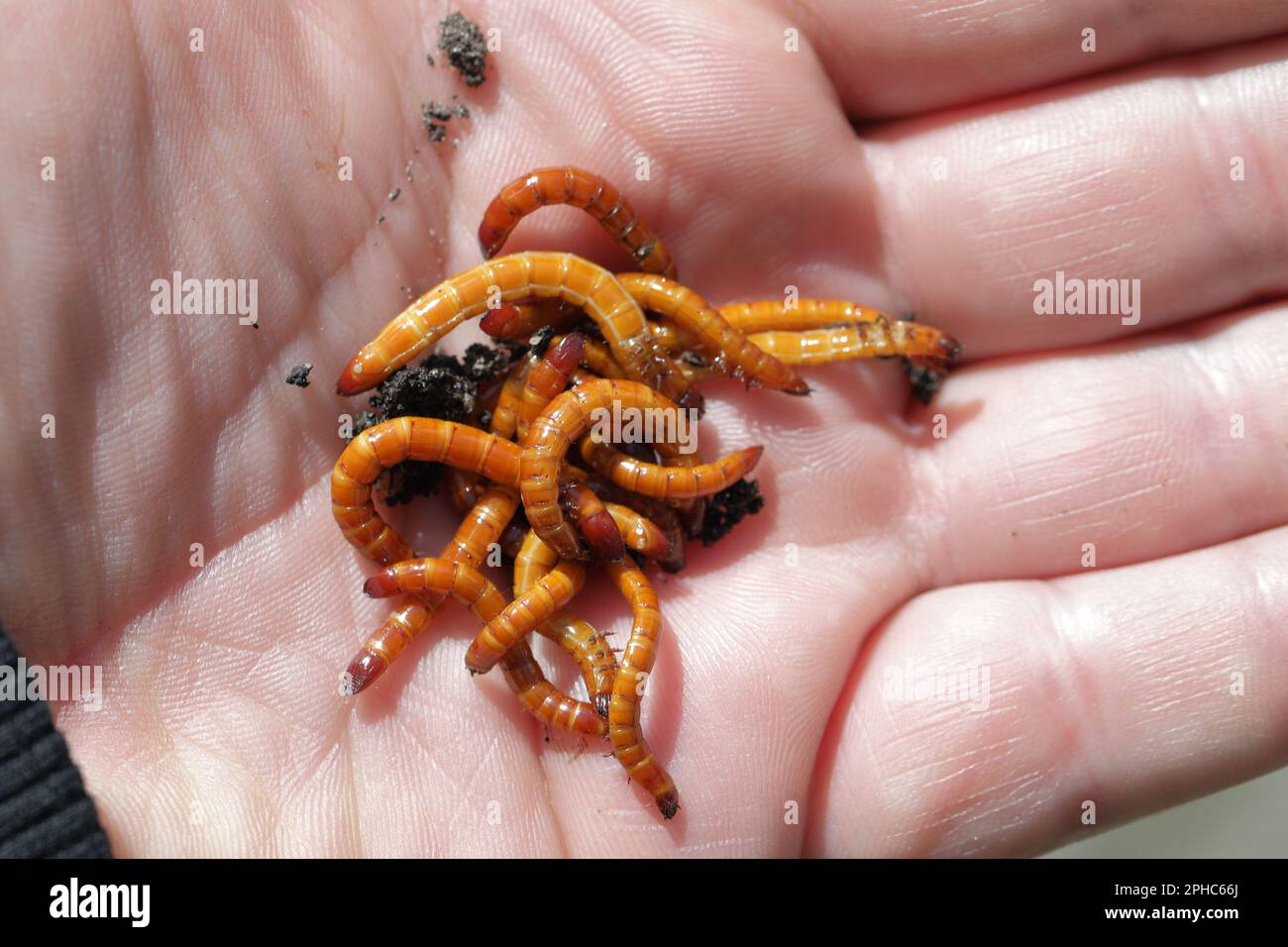 Drahtwürmer, Larven der Kammkäfer (Elateridae). Wirtschaftlich wichtige Pflanzenschädlinge leben im Boden und beißen die Wurzeln. Stockfoto