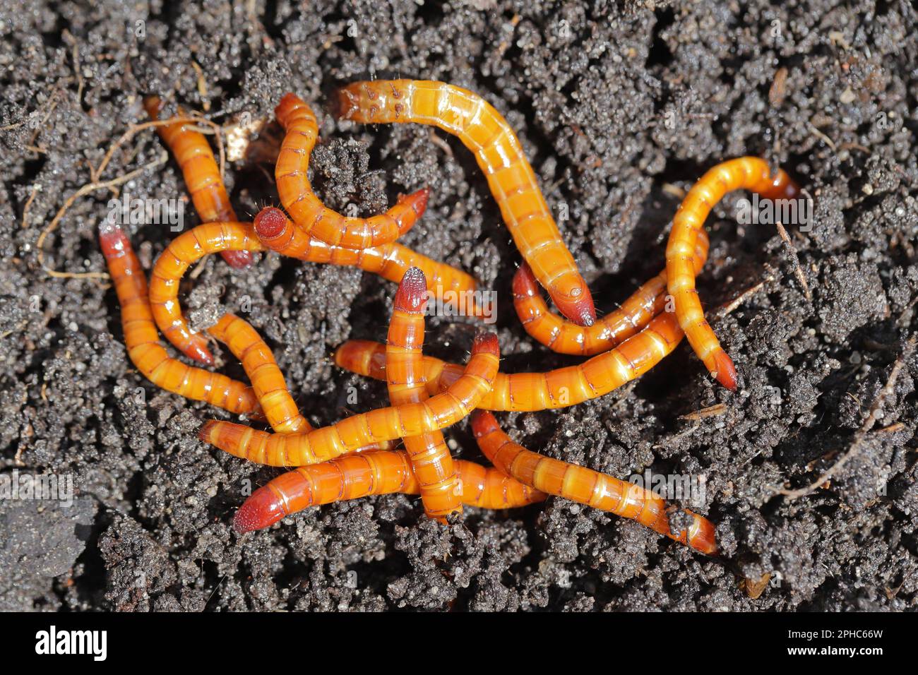 Drahtwürmer, Larven der Kammkäfer (Elateridae). Wirtschaftlich wichtige Pflanzenschädlinge leben im Boden und beißen die Wurzeln. Stockfoto