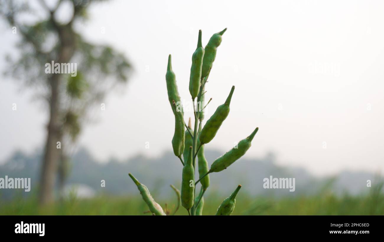 Senf ist eine dicotyledonöse Pflanze der Brassica für die Familie Cruciferae. Senf ist ein Ölsaat. Riesige Senffelder von Bangladesch. Stockfoto