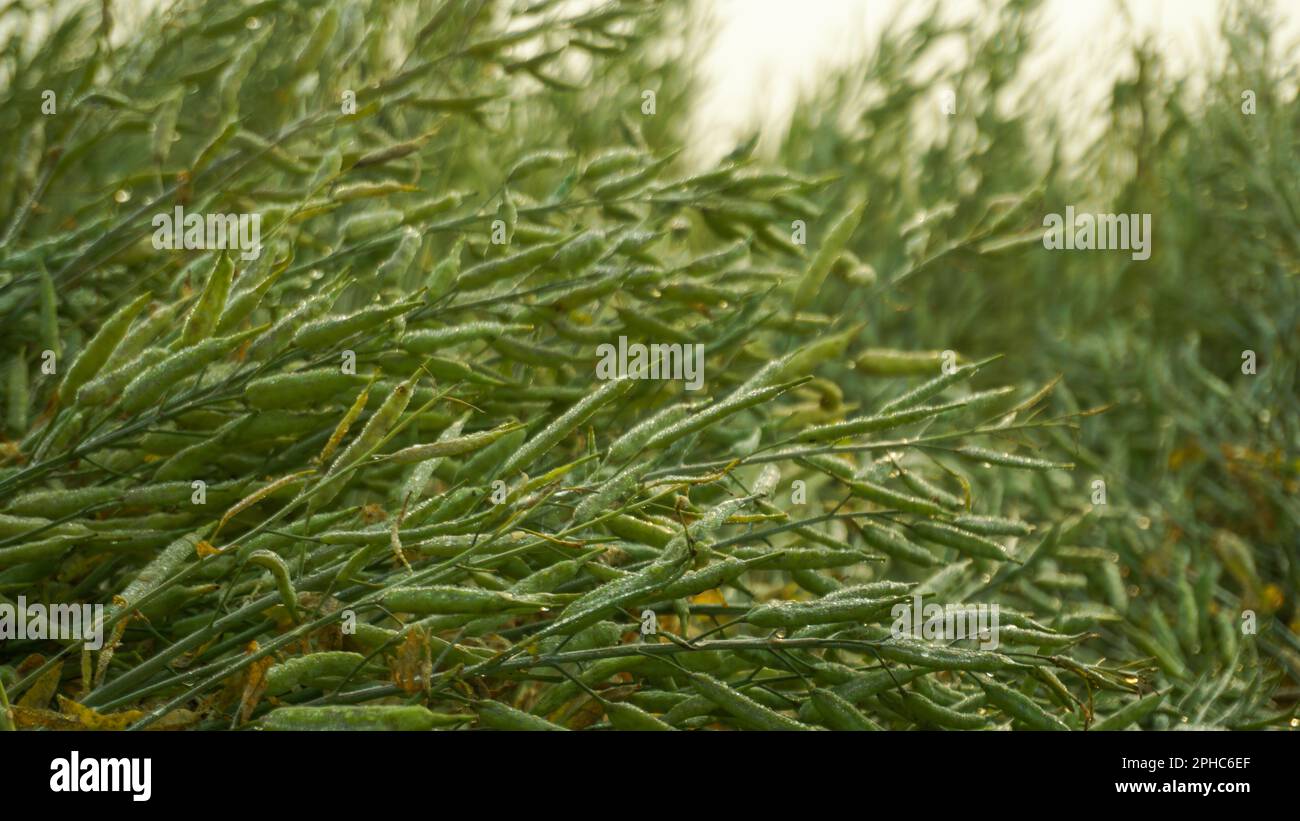 Senf ist eine dicotyledonöse Pflanze der Brassica für die Familie Cruciferae. Senf ist ein Ölsaat. Riesige Senffelder von Bangladesch. Stockfoto