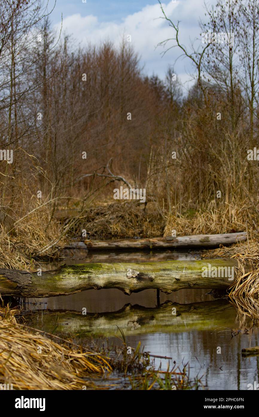 Hinterwälder in einem alten Wald. Alte Bäume in einem nassen Wald Stockfoto Hinterwälder in einem alten Wald. Alte Bäume in einem nassen Wald Stockfoto