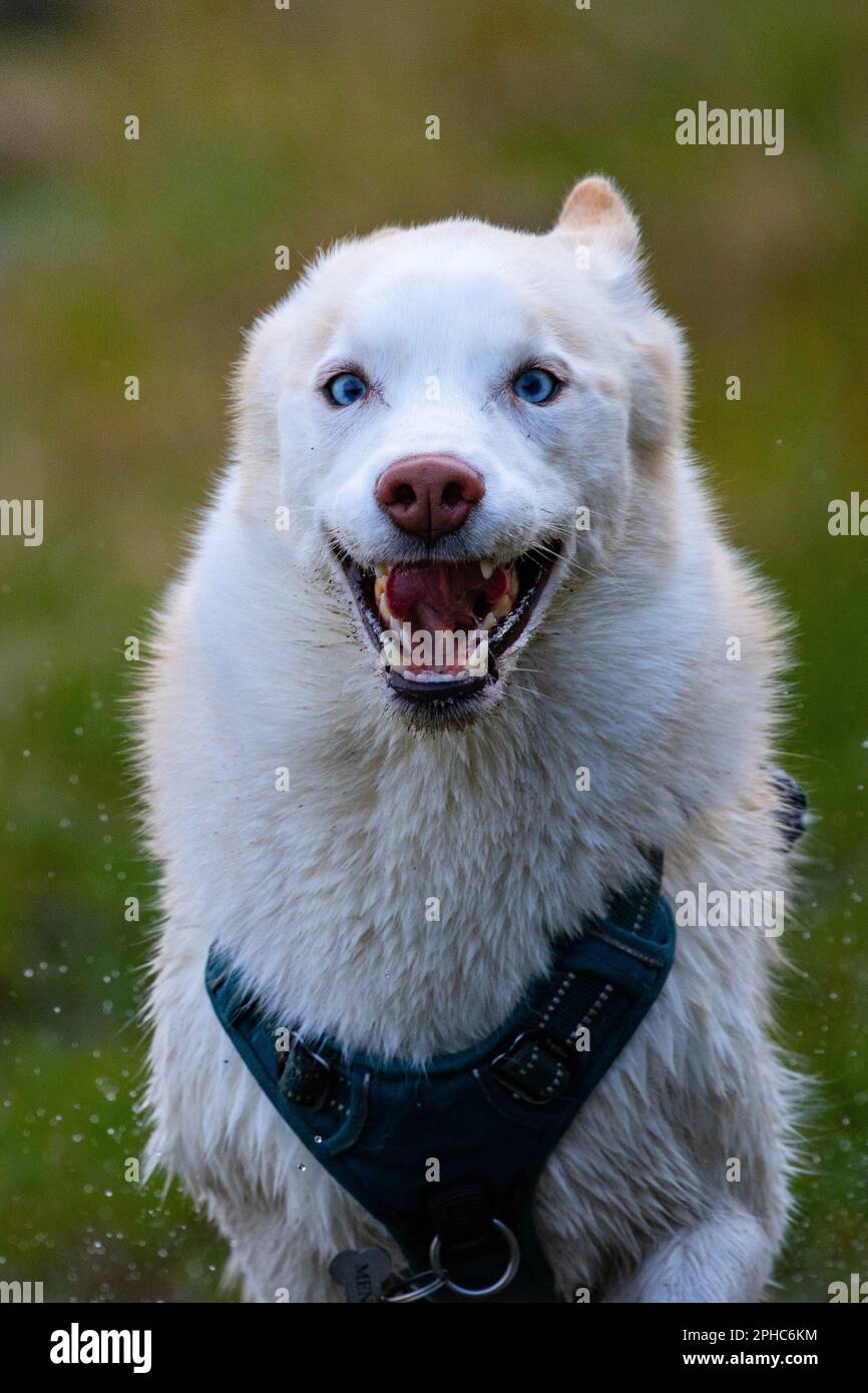 Ein weißer Hund, der in einem Fleck rennt. Ein weißer Hund mit blauen Augen. Husky Stockfoto