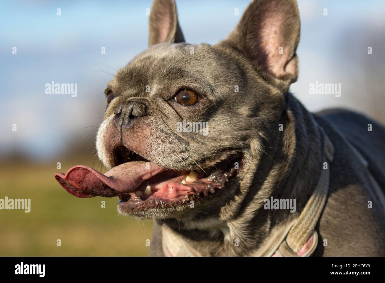 Porträt einer französischen Bulldogge mit offenem Mund und ausgezogener Zunge. Stockfoto