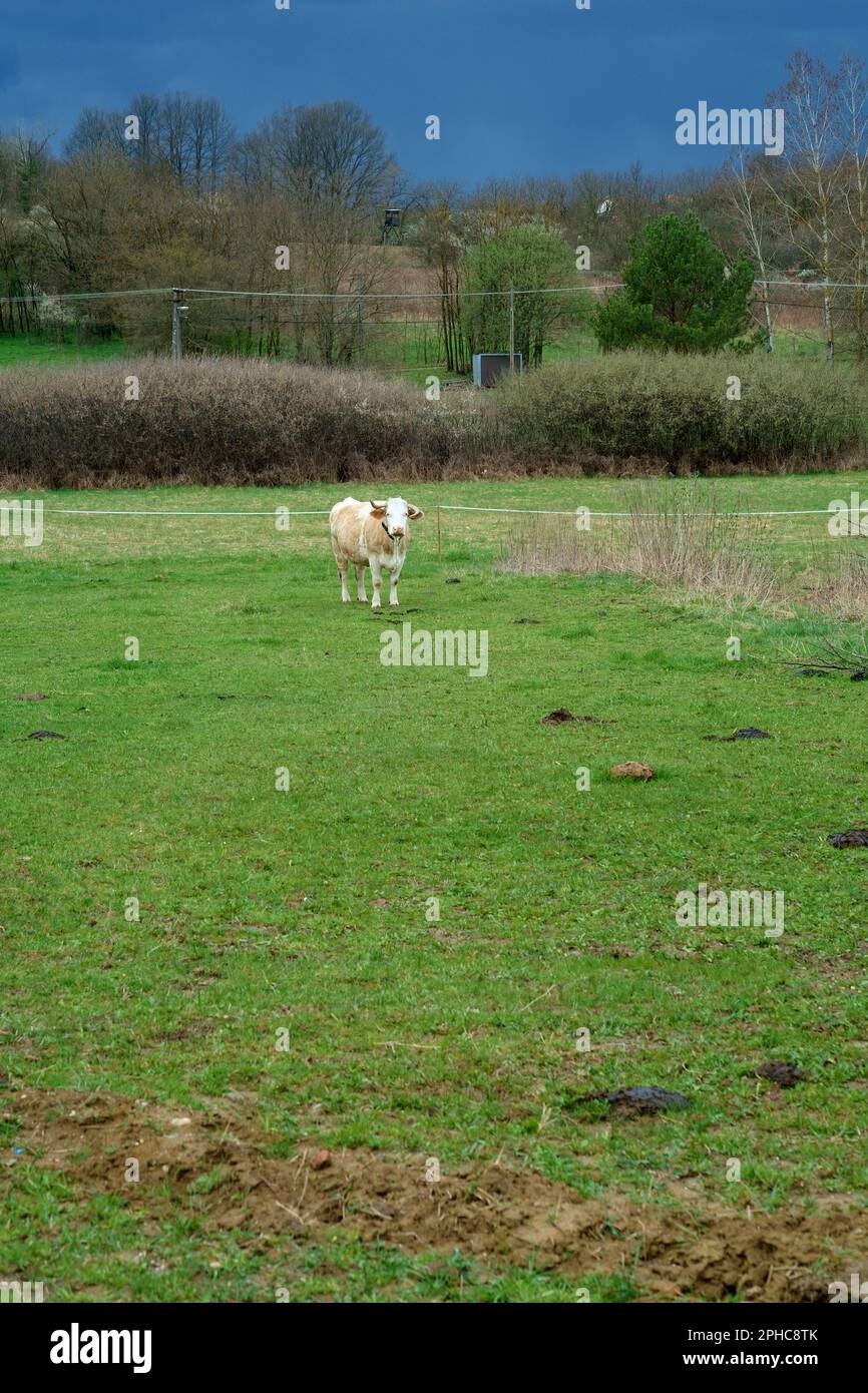 Einsame Milchkuh steht auf einem landwirtschaftlichen Feld unter dunklem, unheilvollem Regen, beladener Himmel, kreis zala, ungarn Stockfoto