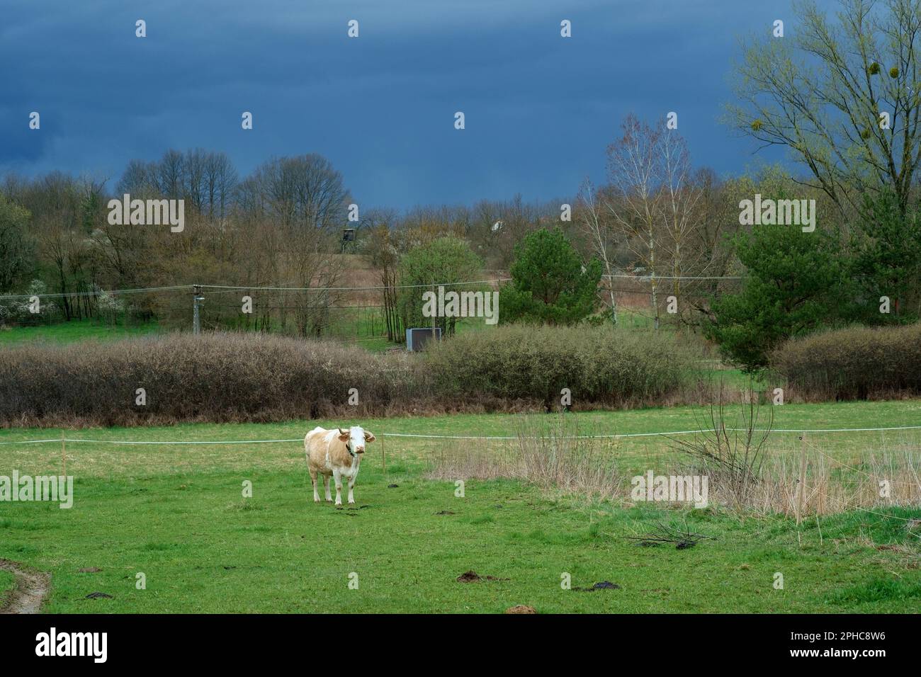 Einsame Milchkuh steht auf einem landwirtschaftlichen Feld unter dunklem, unheilvollem Regen, beladener Himmel, kreis zala, ungarn Stockfoto