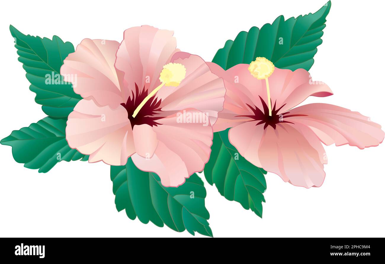 2 rosafarbener Hibiskus mit Blättern, realistischer und detaillierter Vektorkunst - isolierte Blätter und Blumen. Stock Vektor