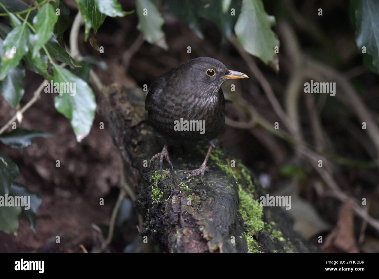 Vordergrundbild in der Mitte eines männlichen Gemeinen Blackbird (Turdus merula) mit den Füßen, wobei der Kopf im Frühjahr in Woodland in Großbritannien rechts vom Bild gedreht wurde Stockfoto