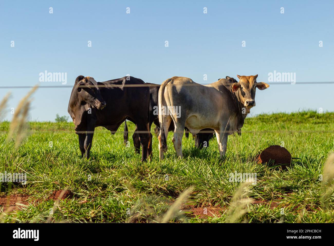 Anicuns, Goias, Brasilien – 26. März 2023: Drei Ochsen zusammen auf der Weide mit frischem Gras von einem Bauernhof. Stockfoto