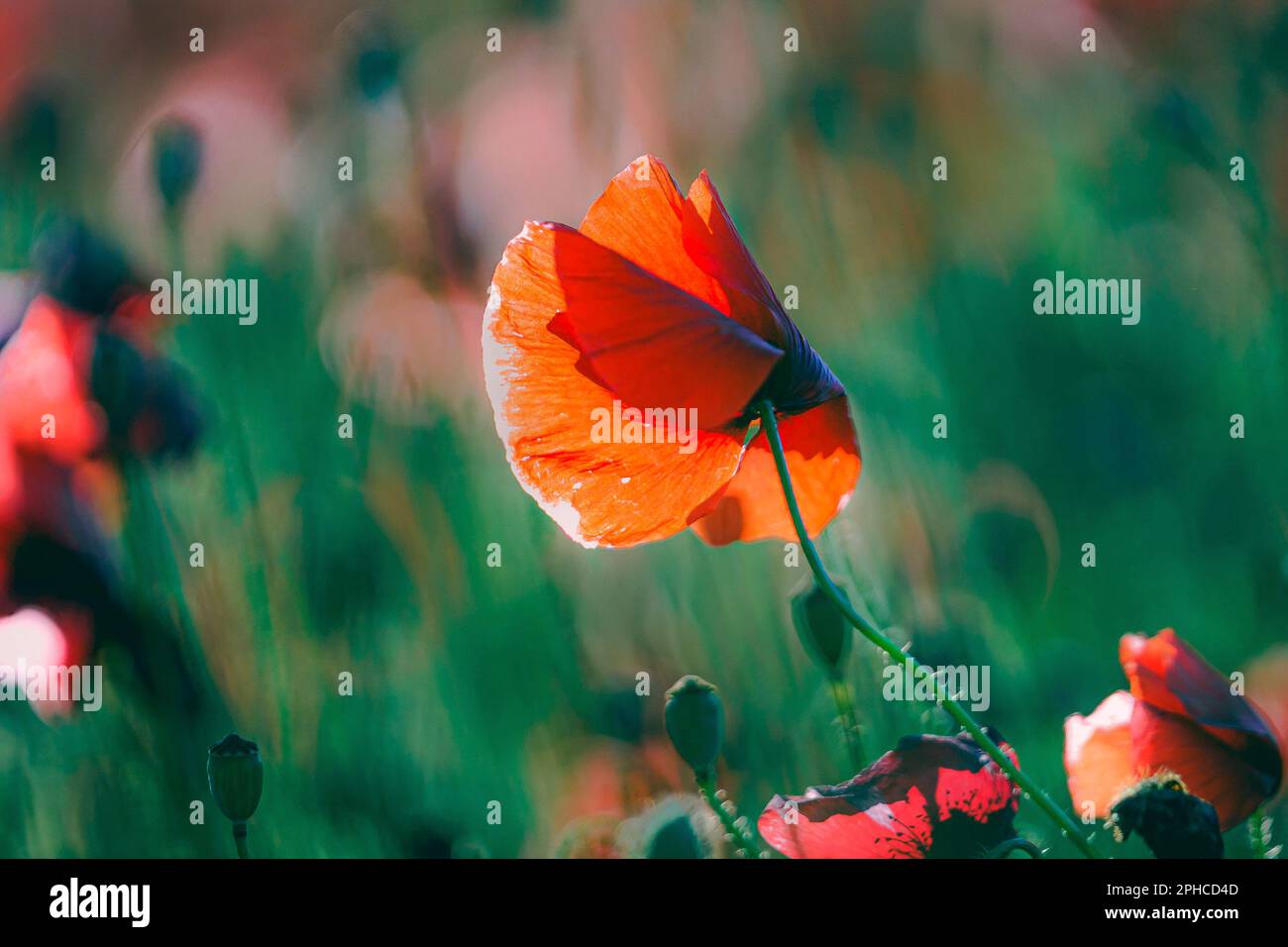 Blumen Rote Mohnblumen blühen auf wildem Feld. Schöne rote Mohnblumen mit selektivem Fokus. Rote Mohnblumen in weichem Licht. Opiummohn. Natürliche Drogen. Gl Stockfoto